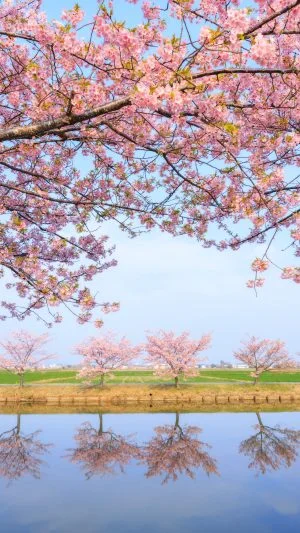 無料スマホ壁紙 春の訪れ。AndroidとiPhoneに対応した4K高画質の無料待ち受け画像。三重県松阪市の笠松河津桜ロードで撮影したフリー写真素材