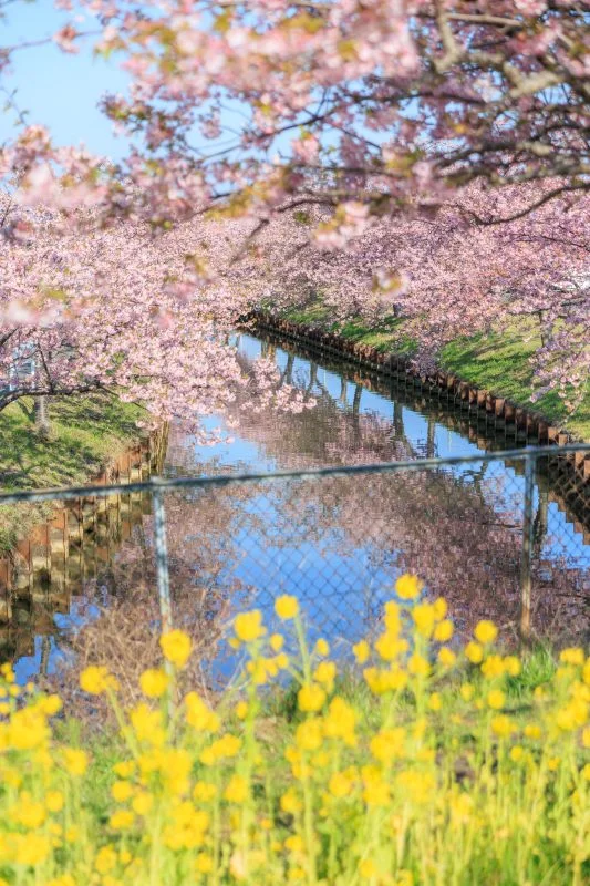 無料スマホ壁紙 菜の花と河津桜リフレクションの共演。AndroidとiPhoneに対応した4K高画質の無料待ち受け画像。三重県松阪市の笠松河津桜ロードで撮影したフリー写真素材