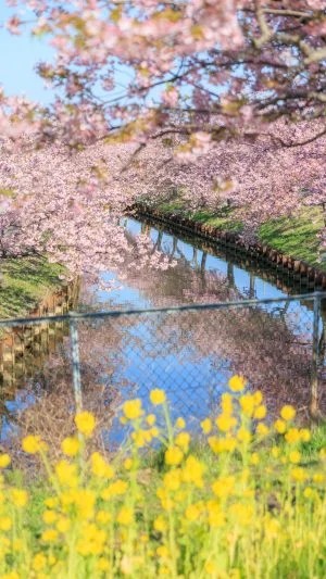 無料スマホ壁紙 菜の花と河津桜リフレクションの共演。AndroidとiPhoneに対応した4K高画質の無料待ち受け画像。三重県松阪市の笠松河津桜ロードで撮影したフリー写真素材