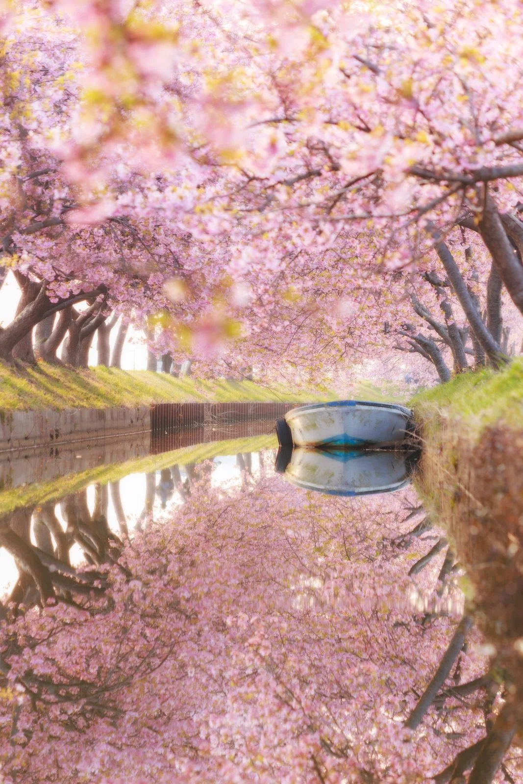 無料スマホ壁紙 春爛漫のリフレクション。AndroidとiPhoneに対応した4K高画質の無料待ち受け画像。三重県松阪市の笠松河津桜ロードで撮影したフリー写真素材