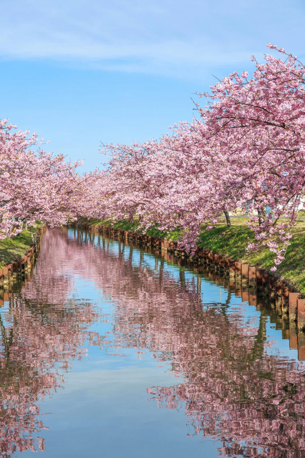 無料スマホ壁紙 青空と河津桜のリフレクション。AndroidとiPhoneに対応した4K高画質の無料待ち受け画像。三重県松阪市の笠松河津桜ロードで撮影したフリー写真素材