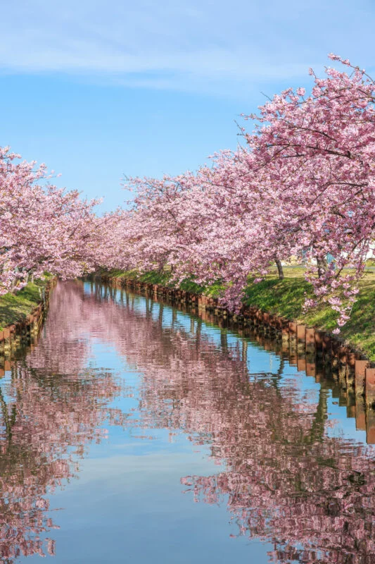 青空と河津桜のリフレクション