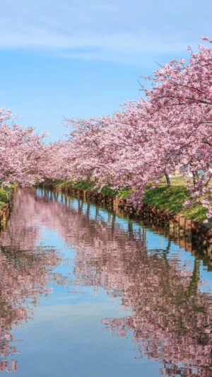 無料スマホ壁紙 青空と河津桜のリフレクション。AndroidとiPhoneに対応した4K高画質の無料待ち受け画像。三重県松阪市の笠松河津桜ロードで撮影したフリー写真素材