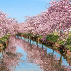 無料スマホ壁紙 青空と河津桜のリフレクション。AndroidとiPhoneに対応した4K高画質の無料待ち受け画像。三重県松阪市の笠松河津桜ロードで撮影したフリー写真素材