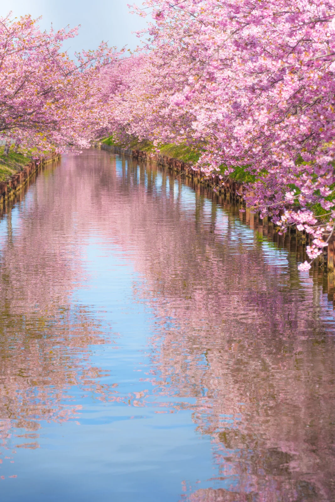 無料スマホ壁紙 まるで桃源郷のような世界。AndroidとiPhoneに対応した4K高画質の無料待ち受け画像。三重県松阪市の笠松河津桜ロードで撮影したフリー写真素材