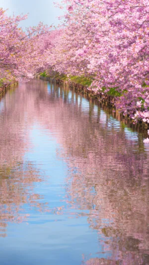 無料スマホ壁紙 まるで桃源郷のような世界。AndroidとiPhoneに対応した4K高画質の無料待ち受け画像。三重県松阪市の笠松河津桜ロードで撮影したフリー写真素材