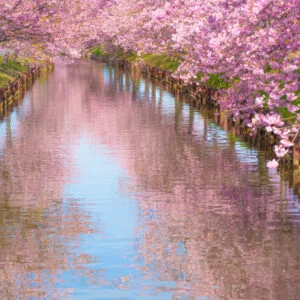 無料スマホ壁紙 まるで桃源郷のような世界。AndroidとiPhoneに対応した4K高画質の無料待ち受け画像。三重県松阪市の笠松河津桜ロードで撮影したフリー写真素材