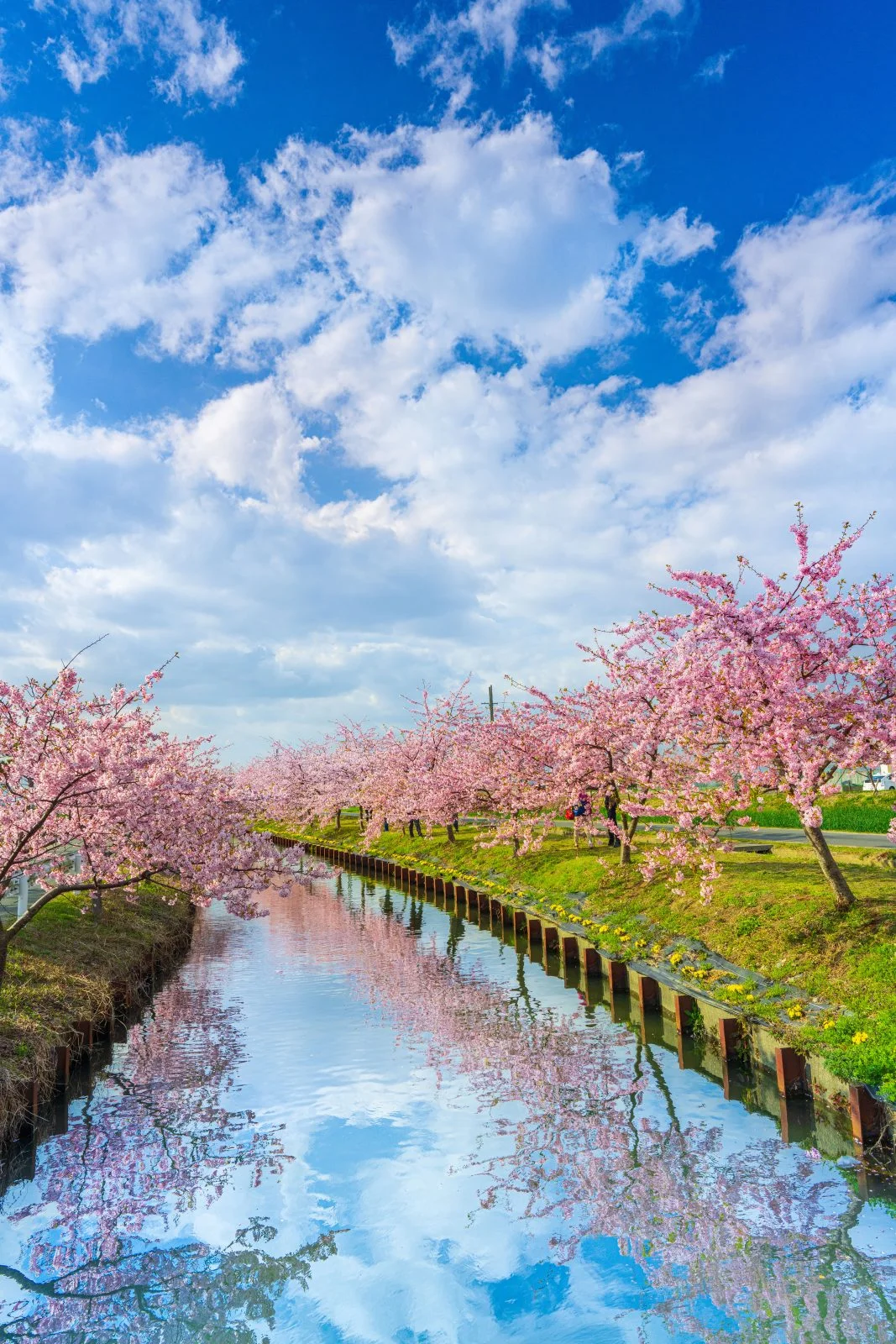 無料スマホ壁紙 ウユニ笠松。AndroidとiPhoneに対応した4K高画質の無料待ち受け画像。三重県松阪市の笠松河津桜ロードで撮影したフリー写真素材