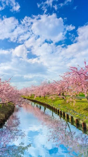 無料スマホ壁紙 ウユニ笠松。AndroidとiPhoneに対応した4K高画質の無料待ち受け画像。三重県松阪市の笠松河津桜ロードで撮影したフリー写真素材