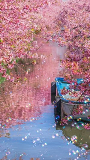 無料壁紙 河津桜とシャボン玉。PCとデスクトップ壁紙に最適な4K高画質の無料壁紙。三重県松阪市の笠松河津桜ロードで撮影したフリー写真素材