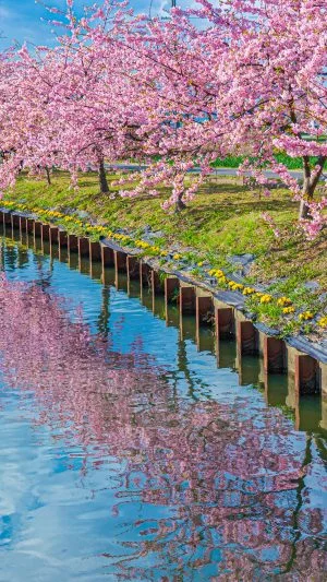 無料壁紙 青空と雲が映る水路。PCとデスクトップ壁紙に最適な4K高画質の無料壁紙。三重県松阪市の笠松河津桜ロードで撮影したフリー写真素材