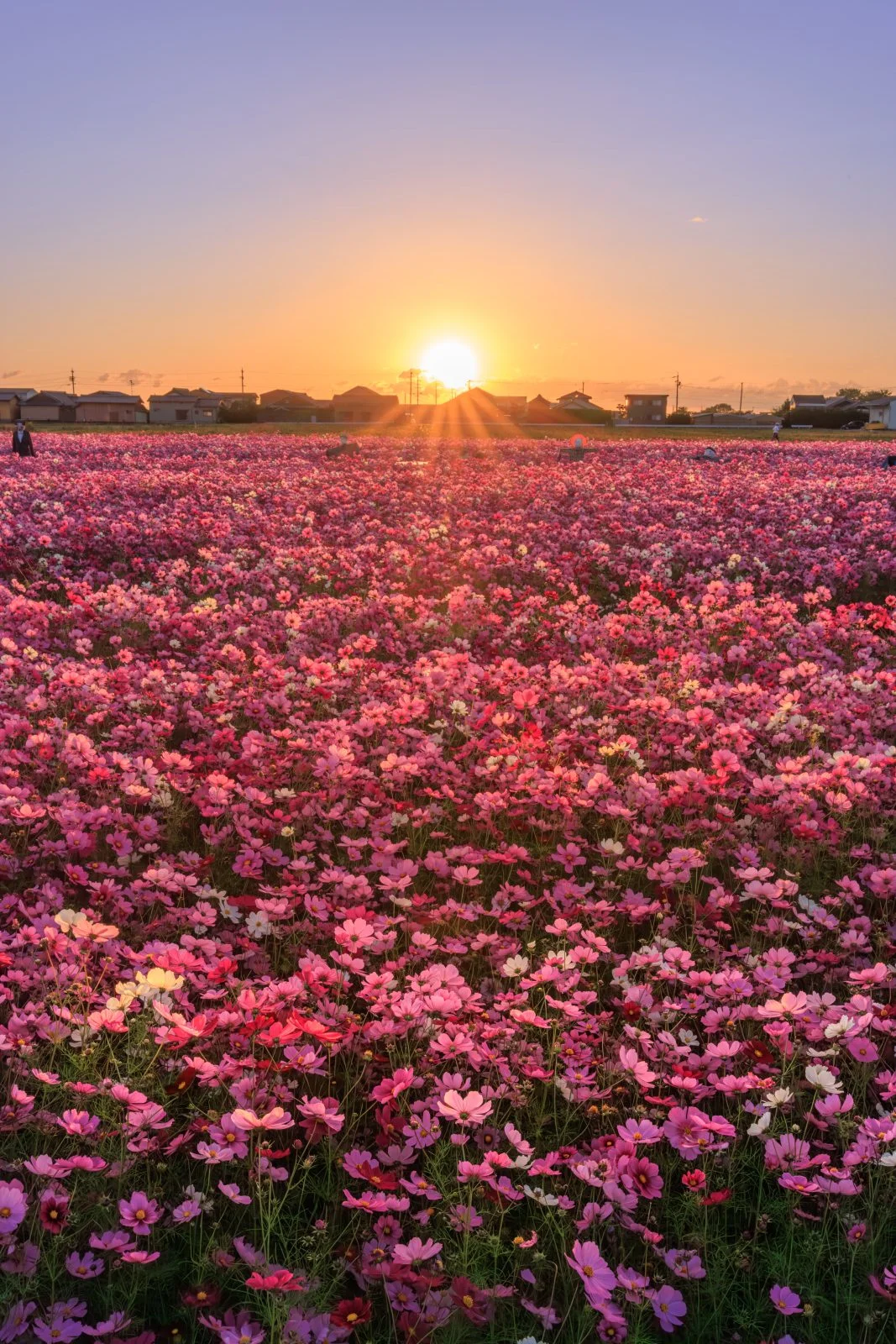 無料スマホ壁紙 朝焼けのコスモス。AndroidとiPhoneに対応した4K高画質の無料待ち受け画像。三重県松阪市の笠松町のコスモス畑で撮影したフリー写真素材