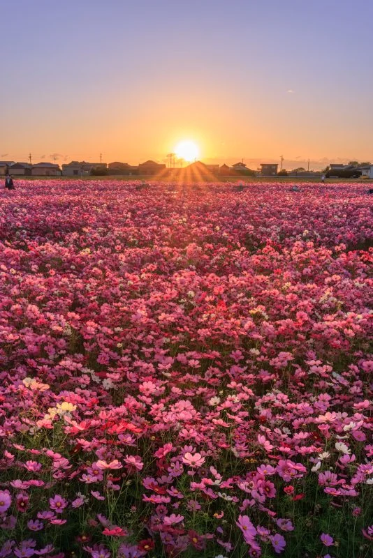 無料スマホ壁紙 朝焼けのコスモス。AndroidとiPhoneに対応した4K高画質の無料待ち受け画像。三重県松阪市の笠松町のコスモス畑で撮影したフリー写真素材