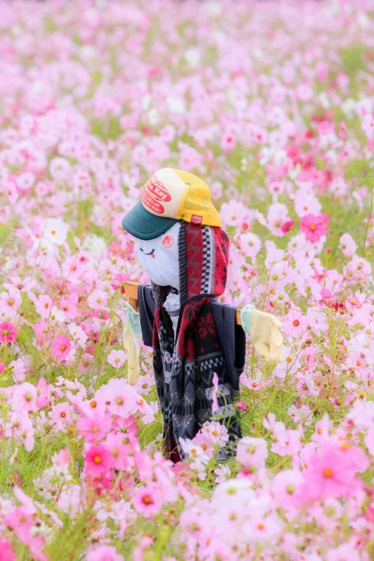 無料スマホ壁紙 コスモスに囲まれる笑顔のカカシ。AndroidとiPhoneに対応した4K高画質の無料待ち受け画像。三重県松阪市の笠松町のコスモス畑で撮影したフリー写真素材