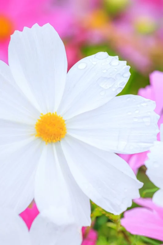 白いコスモスと雨粒
