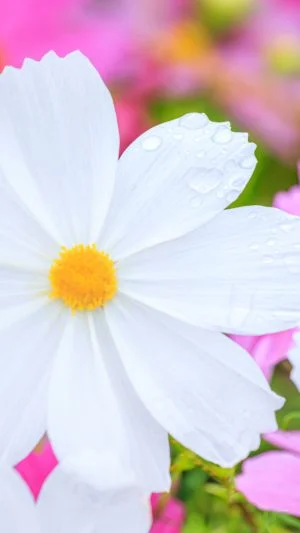 運気が上がる待ち受け 白いコスモスと雨粒。AndroidとiPhoneに対応した4K高画質の無料スマホ壁紙。三重県松阪市の笠松町のコスモス畑で撮影したフリー写真素材