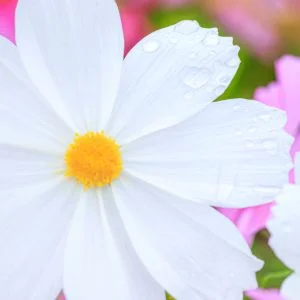 運気が上がる待ち受け 白いコスモスと雨粒。AndroidとiPhoneに対応した4K高画質の無料スマホ壁紙。三重県松阪市の笠松町のコスモス畑で撮影したフリー写真素材