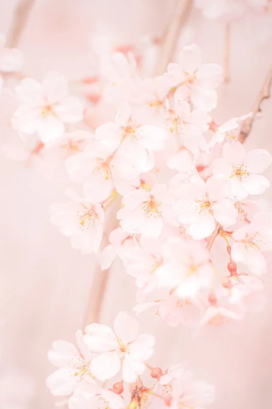 無料スマホ壁紙 樹齢130年の可愛いピンクの桜。AndroidとiPhoneに対応した4K高画質の無料待ち受け画像。三重県大紀町の柏崎支所のしだれ桜で撮影したフリー写真素材