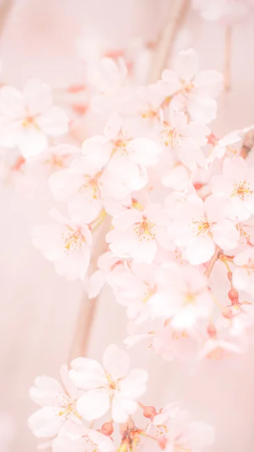 無料スマホ壁紙 樹齢130年の可愛いピンクの桜。AndroidとiPhoneに対応した4K高画質の無料待ち受け画像。三重県大紀町の柏崎支所のしだれ桜で撮影したフリー写真素材