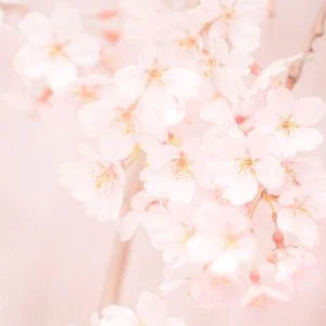 無料スマホ壁紙 樹齢130年の可愛いピンクの桜。AndroidとiPhoneに対応した4K高画質の無料待ち受け画像。三重県大紀町の柏崎支所のしだれ桜で撮影したフリー写真素材