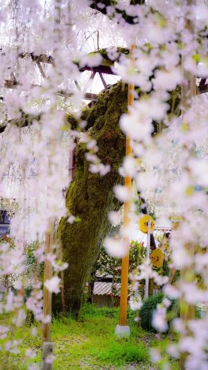 無料スマホ壁紙 巨樹の幹。AndroidとiPhoneに対応した4K高画質の無料待ち受け画像。三重県大紀町の柏崎支所のしだれ桜で撮影したフリー写真素材