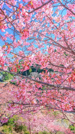 無料壁紙 河津桜と南伊勢町の町並み。PCとデスクトップ壁紙に最適な4K高画質の無料壁紙。三重県南伊勢町の河村瑞賢公園の河津桜で撮影したフリー写真素材