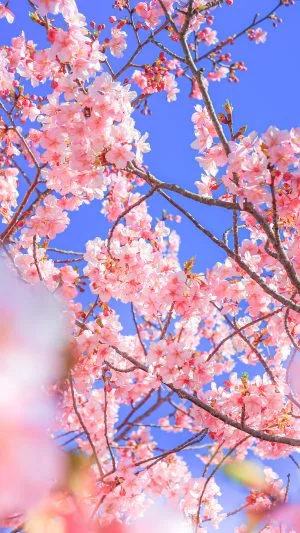 無料壁紙 春爛漫。PCとデスクトップ壁紙に最適な4K高画質の無料壁紙。三重県南伊勢町の河村瑞賢公園の河津桜で撮影したフリー写真素材