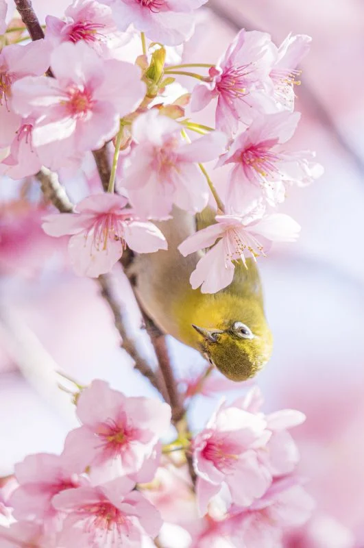 無料スマホ壁紙 河津桜ジロー。AndroidとiPhoneに対応した4K高画質の無料待ち受け画像。三重県南伊勢町の河村瑞賢公園の河津桜で撮影したフリー写真素材