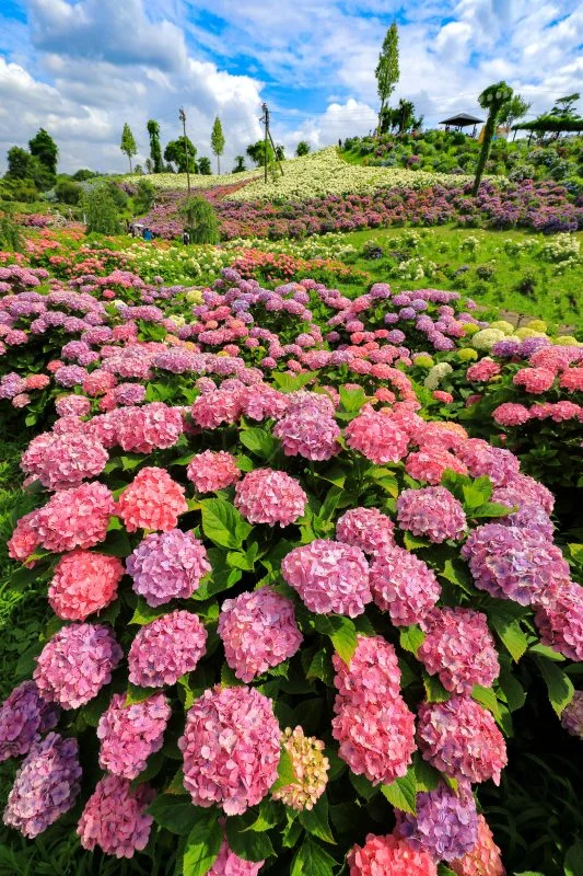無料スマホ壁紙 紫陽花の花園。AndroidとiPhoneに対応した4K高画質の無料待ち受け画像。三重県津市のかざはやの里で撮影したフリー写真素材