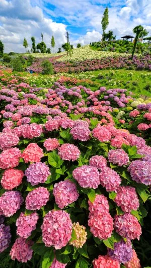 無料スマホ壁紙 紫陽花の花園。AndroidとiPhoneに対応した4K高画質の無料待ち受け画像。三重県津市のかざはやの里で撮影したフリー写真素材