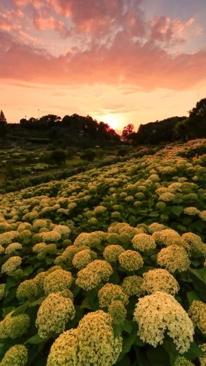 無料スマホ壁紙 夕焼けの丘の紫陽花。AndroidとiPhoneに対応した4K高画質の無料待ち受け画像。三重県津市のかざはやの里で撮影したフリー写真素材