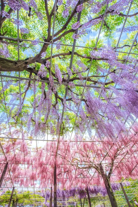 無料スマホ壁紙 紫・紅の藤カーテン。AndroidとiPhoneに対応した4K高画質の無料待ち受け画像。三重県津市のかざはやの里で撮影したフリー写真素材