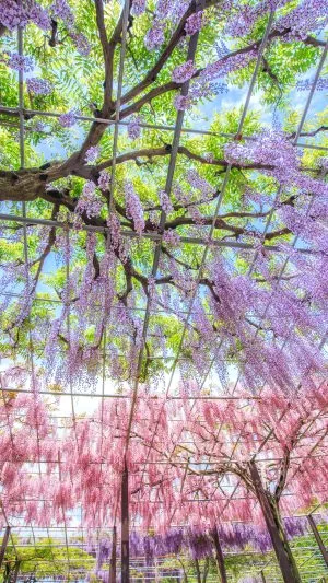 無料スマホ壁紙 紫・紅の藤カーテン。AndroidとiPhoneに対応した4K高画質の無料待ち受け画像。三重県津市のかざはやの里で撮影したフリー写真素材