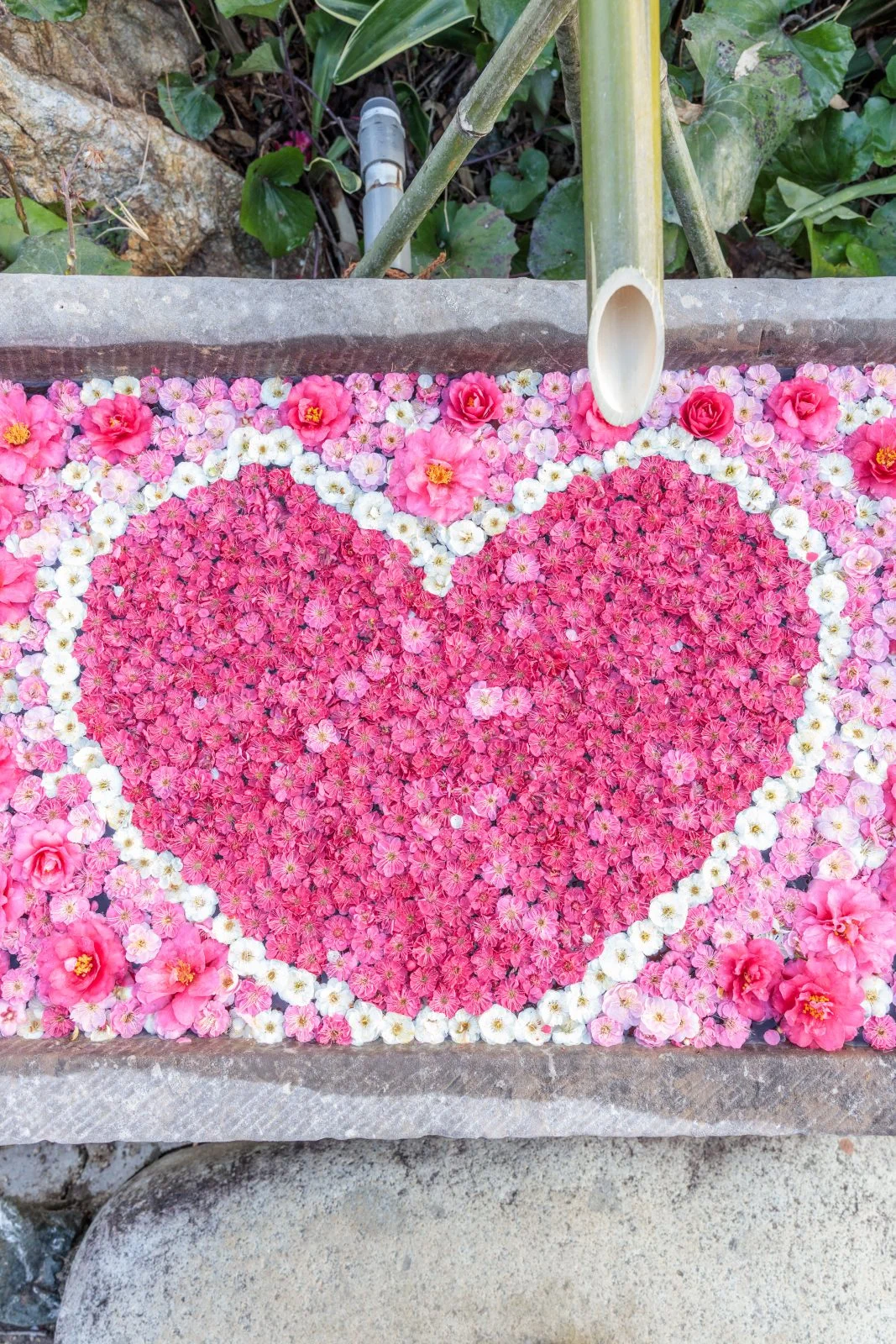 無料スマホ壁紙 梅のハート花手水。AndroidとiPhoneに対応した4K高画質の無料待ち受け画像。三重県津市のかざはやの里で撮影したフリー写真素材