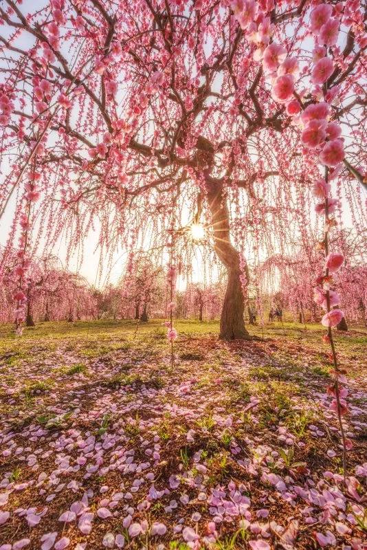 無料スマホ壁紙 西陽としだれ梅の絶景。AndroidとiPhoneに対応した4K高画質の無料待ち受け画像。三重県津市のかざはやの里で撮影したフリー写真素材