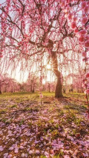 無料スマホ壁紙 西陽としだれ梅の絶景。AndroidとiPhoneに対応した4K高画質の無料待ち受け画像。三重県津市のかざはやの里で撮影したフリー写真素材