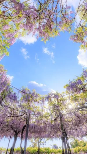 無料スマホ壁紙 ハートの青空が浮かぶ可愛い藤棚。AndroidとiPhoneに対応した4K高画質の無料待ち受け画像。三重県津市のかざはやの里で撮影したフリー写真素材