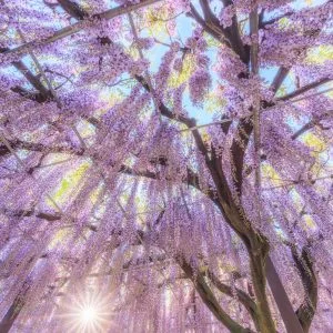 無料スマホ壁紙 青空と朝日が見える藤のシャンデリア。AndroidとiPhoneに対応した4K高画質の無料待ち受け画像。三重県津市のかざはやの里で撮影したフリー写真素材