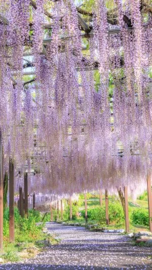 無料スマホ壁紙 藤の絨毯が続く藤トンネル。AndroidとiPhoneに対応した4K高画質の無料待ち受け画像。三重県津市のかざはやの里で撮影したフリー写真素材