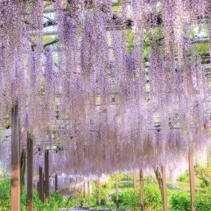 無料スマホ壁紙 藤の絨毯が続く藤トンネル。AndroidとiPhoneに対応した4K高画質の無料待ち受け画像。三重県津市のかざはやの里で撮影したフリー写真素材