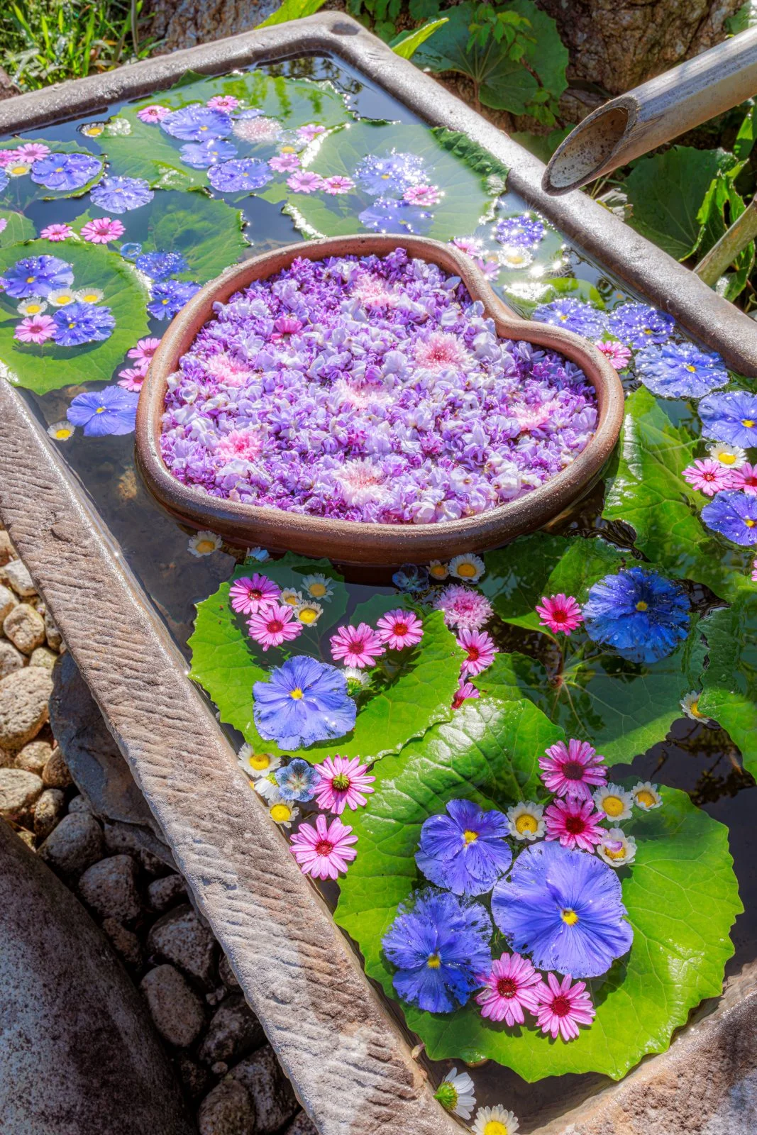 無料スマホ壁紙 初夏の花と藤が浮かぶ花手水。AndroidとiPhoneに対応した4K高画質の無料待ち受け画像。三重県津市のかざはやの里で撮影したフリー写真素材