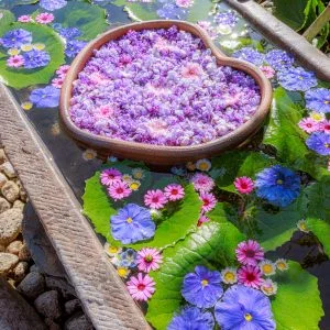 無料スマホ壁紙 初夏の花と藤が浮かぶ花手水。AndroidとiPhoneに対応した4K高画質の無料待ち受け画像。三重県津市のかざはやの里で撮影したフリー写真素材