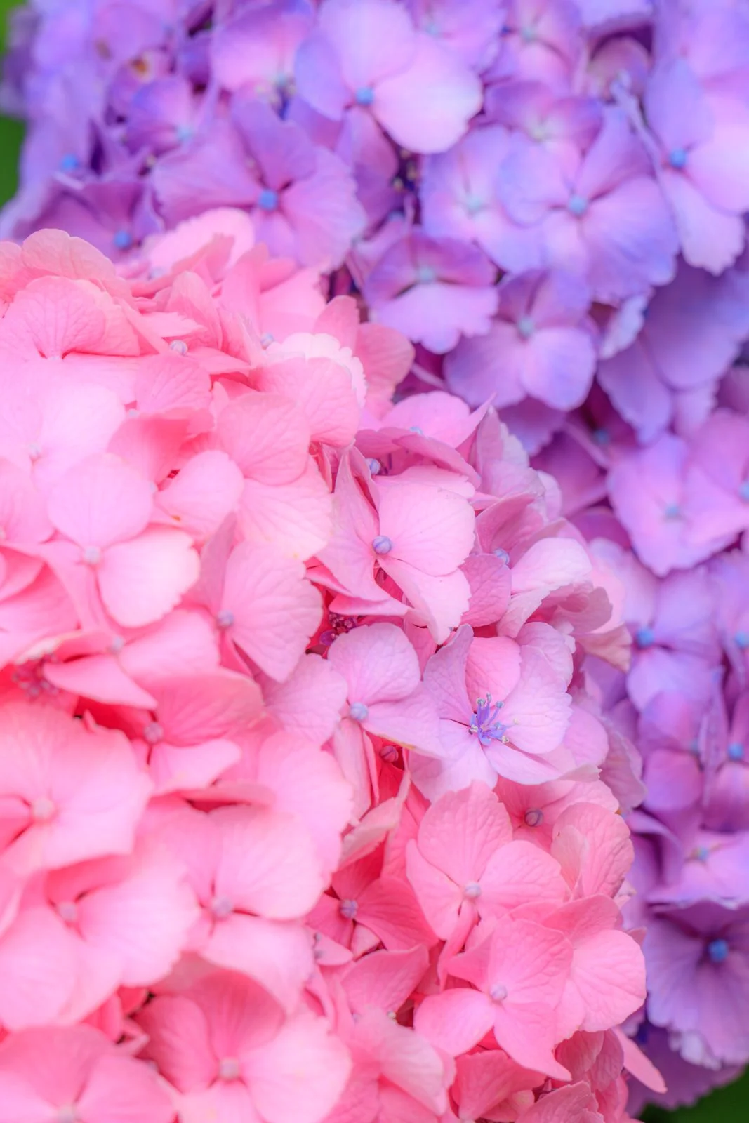 無料スマホ壁紙 ピンクと紫の紫陽花。AndroidとiPhoneに対応した4K高画質の無料待ち受け画像。三重県津市のかざはやの里で撮影したフリー写真素材