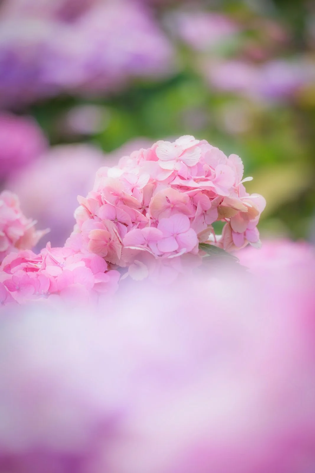 無料スマホ壁紙 シャビーシックなピンク紫陽花。AndroidとiPhoneに対応した4K高画質の無料待ち受け画像。三重県津市のかざはやの里で撮影したフリー写真素材