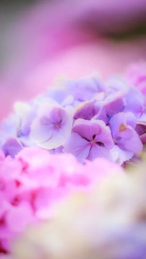 無料スマホ壁紙 アンティークな紫色の紫陽花。AndroidとiPhoneに対応した4K高画質の無料待ち受け画像。三重県津市のかざはやの里で撮影したフリー写真素材