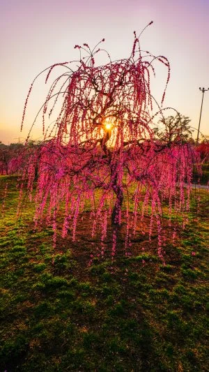 無料スマホ壁紙 梅のマジックアワー。AndroidとiPhoneに対応した4K高画質の無料待ち受け画像。三重県津市のかざはやの里で撮影したフリー写真素材
