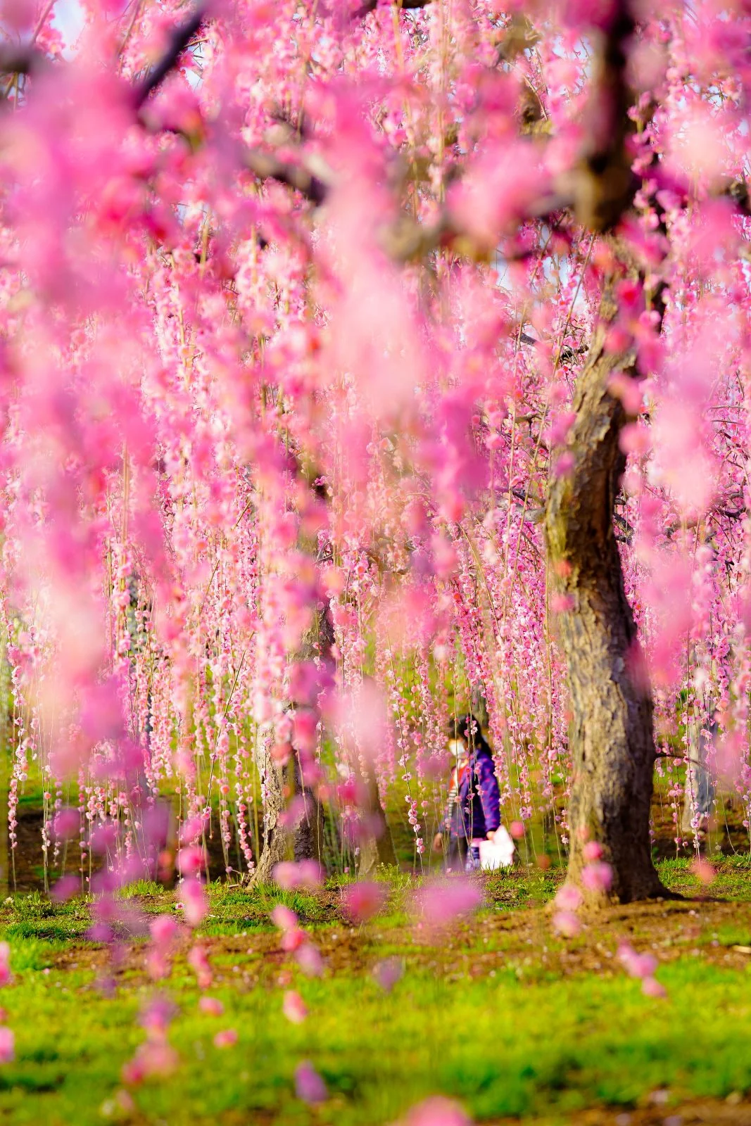 無料スマホ壁紙 梅のカーテン。AndroidとiPhoneに対応した4K高画質の無料待ち受け画像。三重県津市のかざはやの里で撮影したフリー写真素材