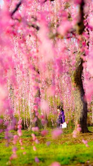 無料スマホ壁紙 梅のカーテン。AndroidとiPhoneに対応した4K高画質の無料待ち受け画像。三重県津市のかざはやの里で撮影したフリー写真素材