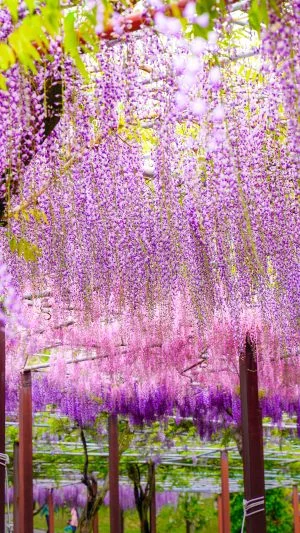 無料スマホ壁紙 藤のグラデーション。AndroidとiPhoneに対応した4K高画質の無料待ち受け画像。三重県津市のかざはやの里で撮影したフリー写真素材