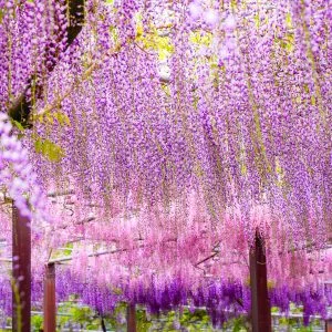 無料スマホ壁紙 藤のグラデーション。AndroidとiPhoneに対応した4K高画質の無料待ち受け画像。三重県津市のかざはやの里で撮影したフリー写真素材